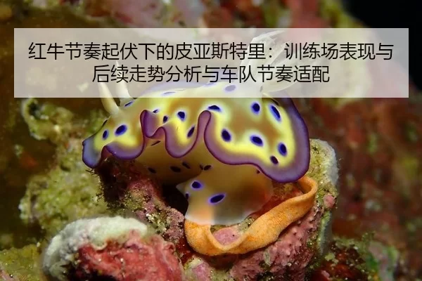红牛节奏起伏下的皮亚斯特里：训练场表现与后续走势分析与车队节奏适配